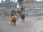 cattledrafting008.jpg