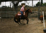 cattledrafting011.jpg