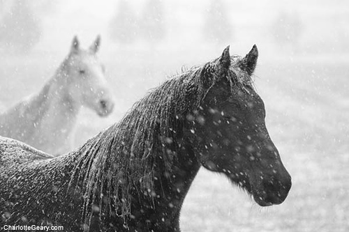 horse-in-the-snow.jpg